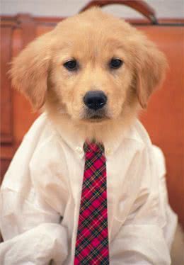 狗狗有以下几个动作，那是它在向你认错!