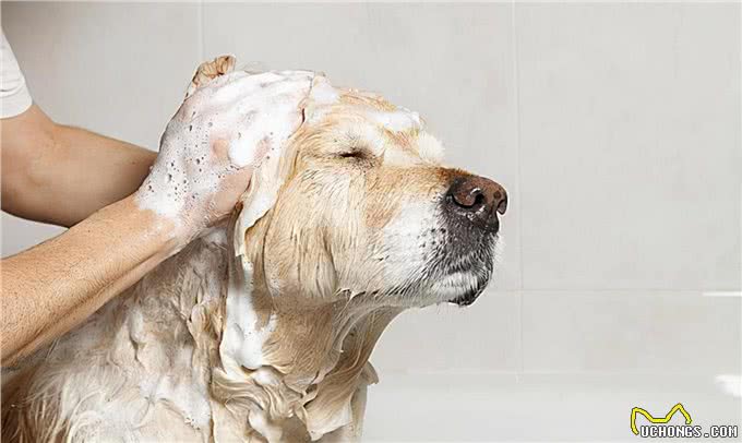 狗狗洗澡后为什么不用吹干