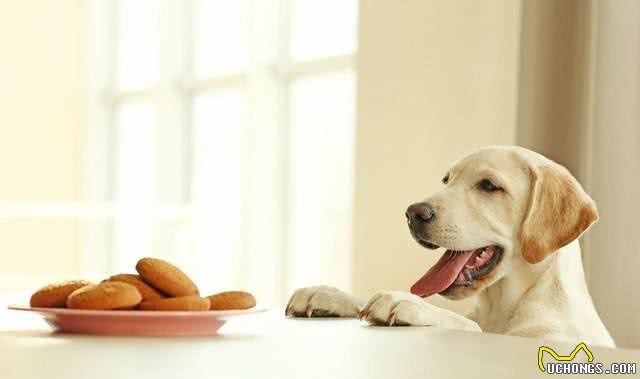 说说养宠物那些的注意事项