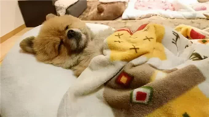 狗狗咳嗽不断，很有可能是肺炎