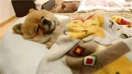 狗狗咳嗽不断，很有可能是肺炎