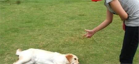 狗狗训练:如何训练狗狗装死?
