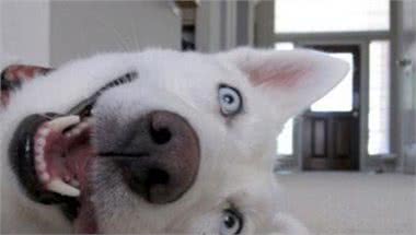 狗狗训练:如何训练狗狗装死?