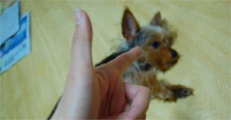 狗狗训练:如何训练狗狗装死?