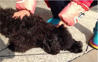 狗狗训练:如何训练狗狗装死?