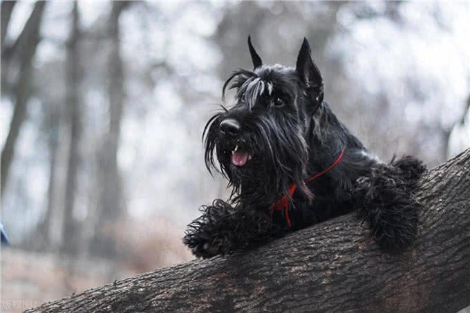 雪纳瑞几个月开始猛长，迷你雪纳瑞几个月长得最快
