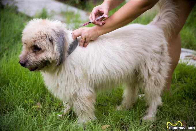 狗狗必须注射的狂犬疫苗，也会引发不良反应，主人该如何进行辨认