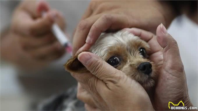 狗狗必须注射的狂犬疫苗，也会引发不良反应，主人该如何进行辨认