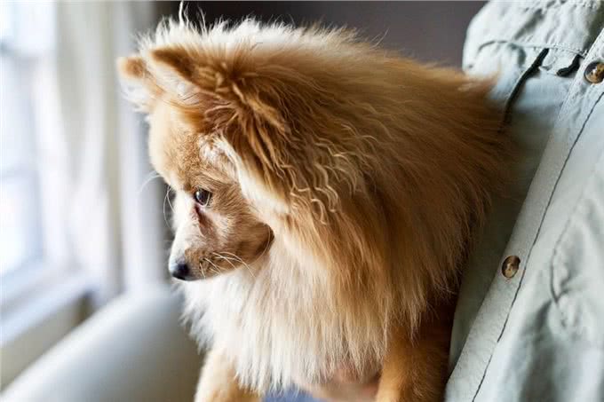 狗狗必须注射的狂犬疫苗，也会引发不良反应，主人该如何进行辨认