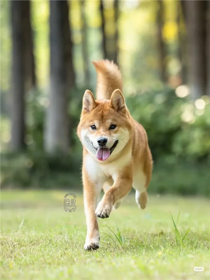 一次意外的救赎，那条勇敢的狗