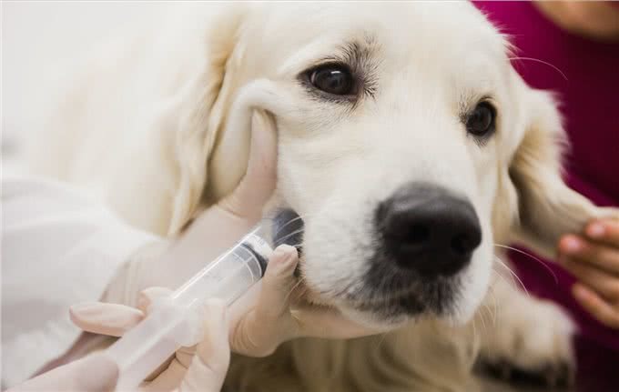 如何判断狗狗拉稀，5个办法，轻松让狗狗肠道恢复健康