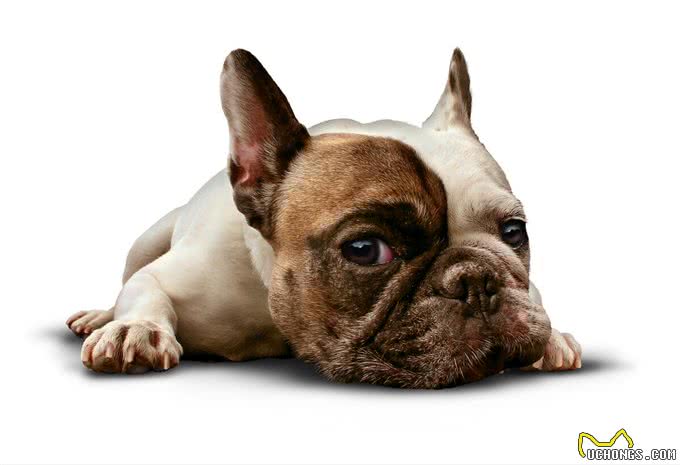 如何判断狗狗拉稀，5个办法，轻松让狗狗肠道恢复健康