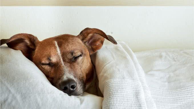 如何判断狗狗拉稀，5个办法，轻松让狗狗肠道恢复健康