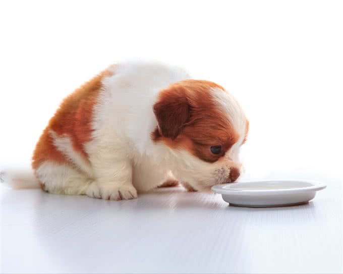 如何判断狗狗拉稀，5个办法，轻松让狗狗肠道恢复健康