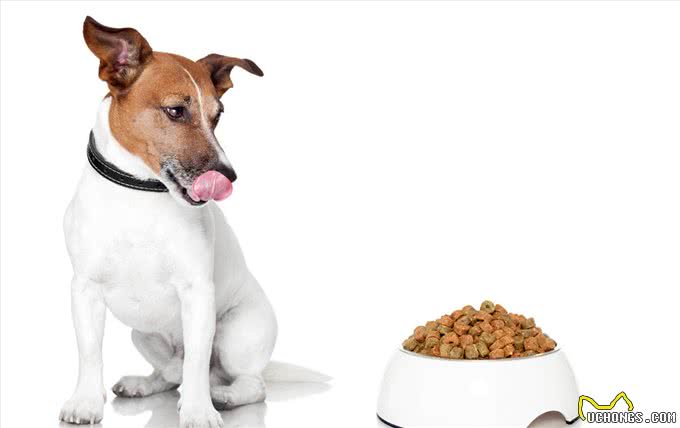 如何判断狗狗拉稀，5个办法，轻松让狗狗肠道恢复健康