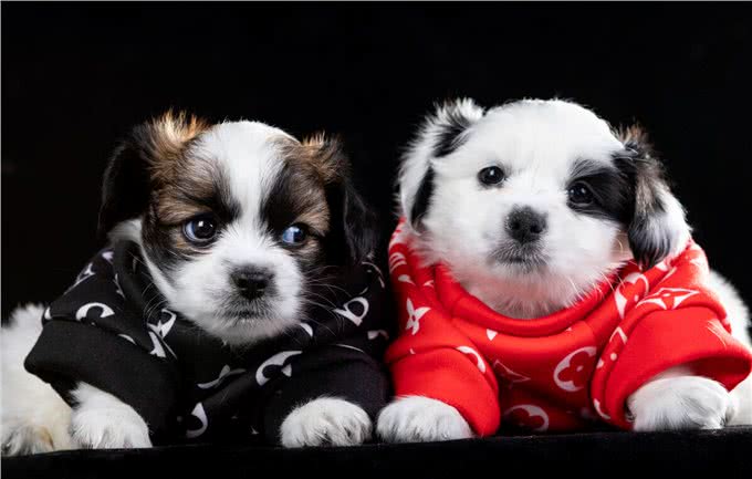 如何判断狗狗拉稀，5个办法，轻松让狗狗肠道恢复健康