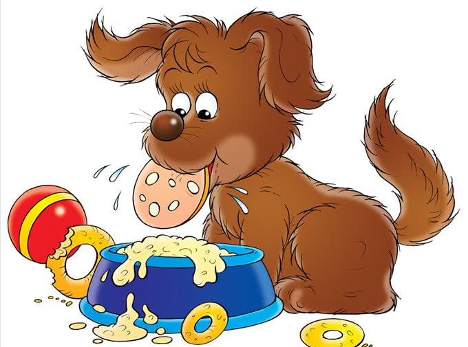 如何判断狗狗拉稀，5个办法，轻松让狗狗肠道恢复健康