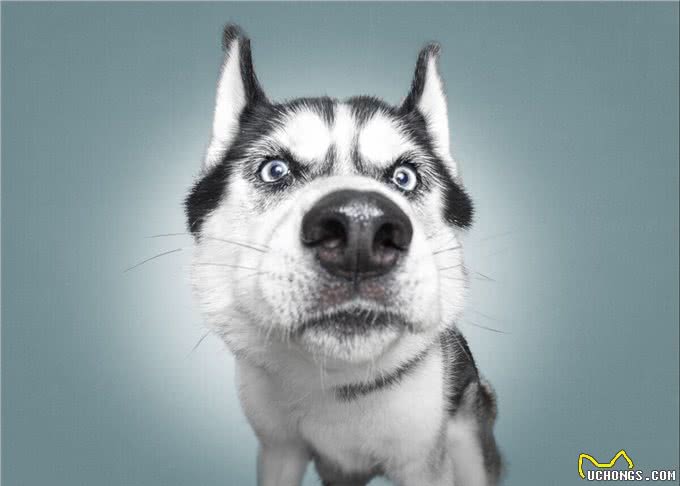 如何判断狗狗拉稀，5个办法，轻松让狗狗肠道恢复健康