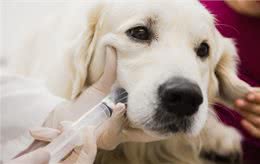 如何判断狗狗拉稀，5个办法，轻松让狗狗肠道恢复健康