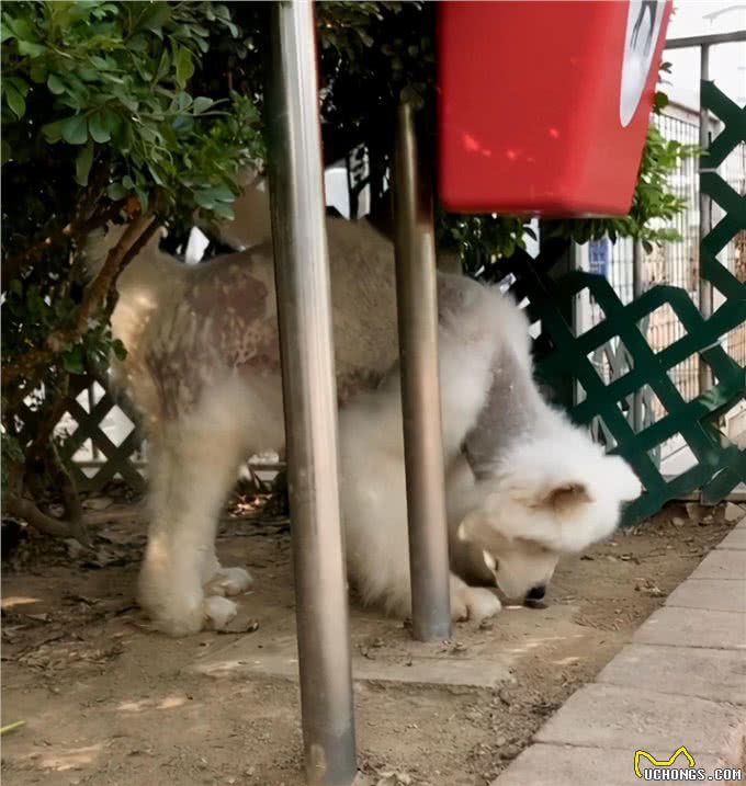 明明不差钱，主人却领养一只浑身皮肤病的狗狗:它没有不好