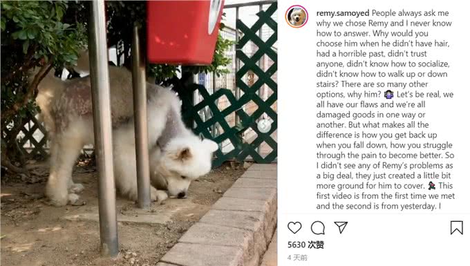 明明不差钱，主人却领养一只浑身皮肤病的狗狗:它没有不好