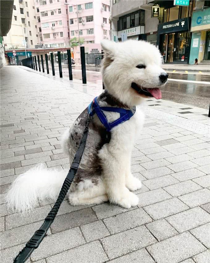 明明不差钱，主人却领养一只浑身皮肤病的狗狗:它没有不好