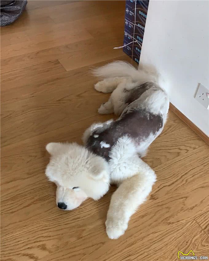 明明不差钱，主人却领养一只浑身皮肤病的狗狗:它没有不好