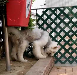 明明不差钱，主人却领养一只浑身皮肤病的狗狗:它没有不好