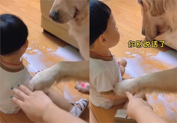 小主人弄撒牛奶被妈妈训，狗狗立马进入护娃模式，网友：太暖心了