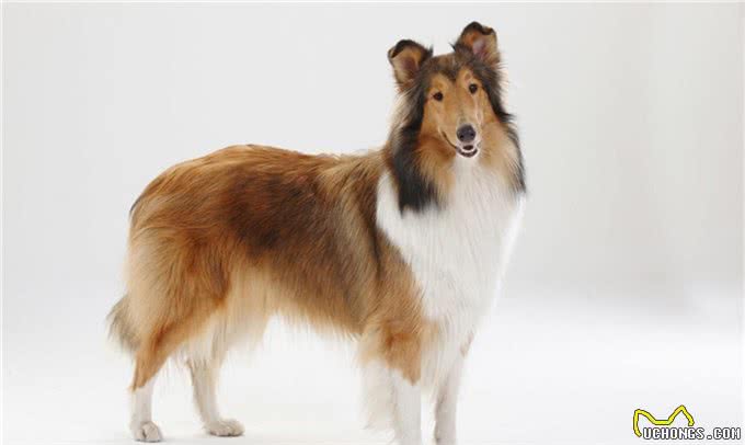 关于苏格兰牧羊犬你了解多少?