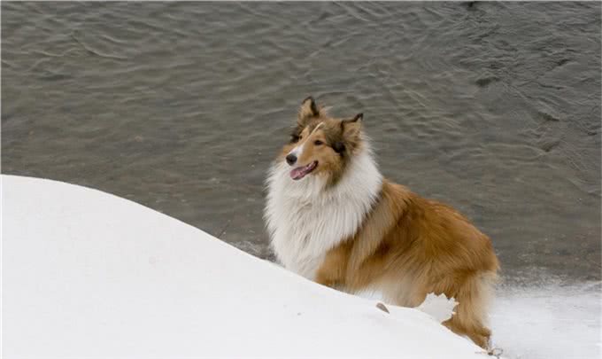 关于苏格兰牧羊犬你了解多少?