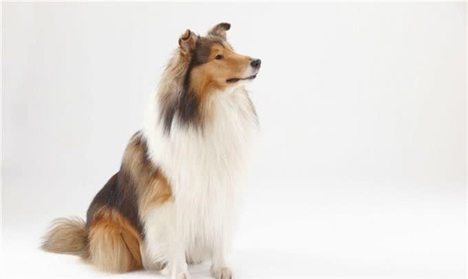 关于苏格兰牧羊犬你了解多少?