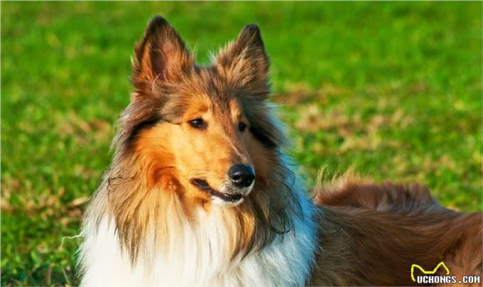 关于苏格兰牧羊犬你了解多少?