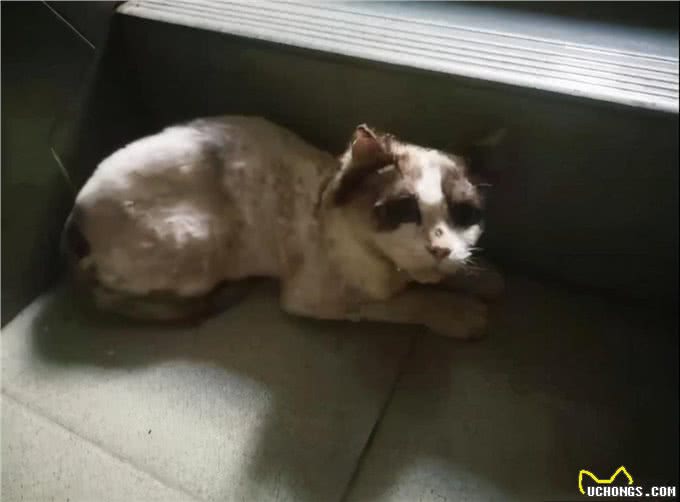 1只名贵布偶猫，被人遗弃在楼梯间:这猫也有人丢吗?