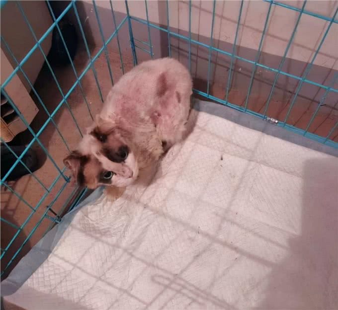 1只名贵布偶猫，被人遗弃在楼梯间:这猫也有人丢吗?