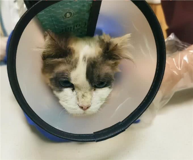 1只名贵布偶猫，被人遗弃在楼梯间:这猫也有人丢吗?