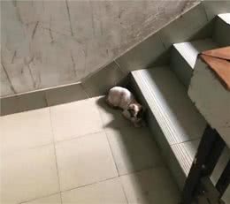 1只名贵布偶猫，被人遗弃在楼梯间:这猫也有人丢吗?