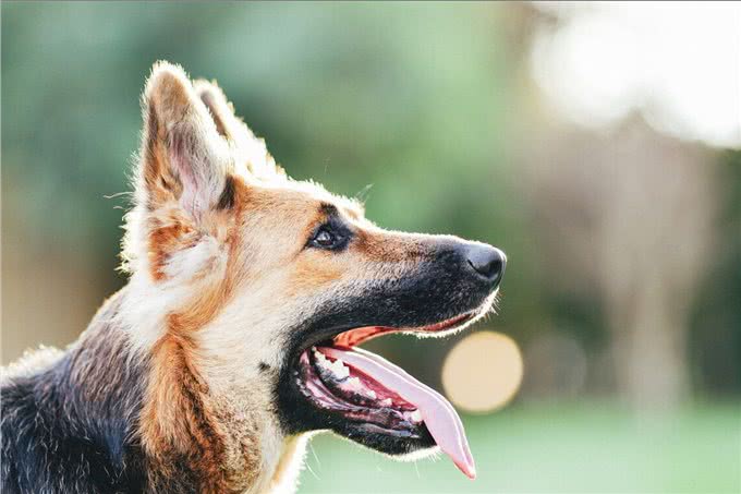 为什么越来越多的人养德国牧羊犬?网友：养了之后不想换狗了