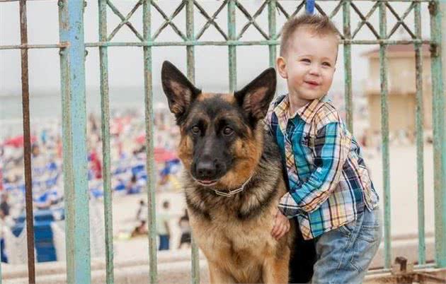 为什么越来越多的人养德国牧羊犬?网友：养了之后不想换狗了