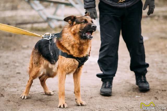 为什么越来越多的人养德国牧羊犬?网友：养了之后不想换狗了