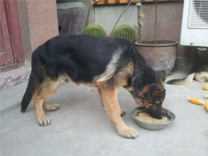 为什么越来越多的人养德国牧羊犬?网友：养了之后不想换狗了