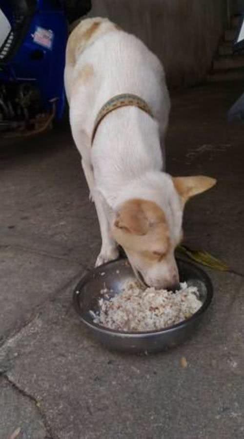 狗狗每日饭前嘴衔礼物，这到底怎么回事?