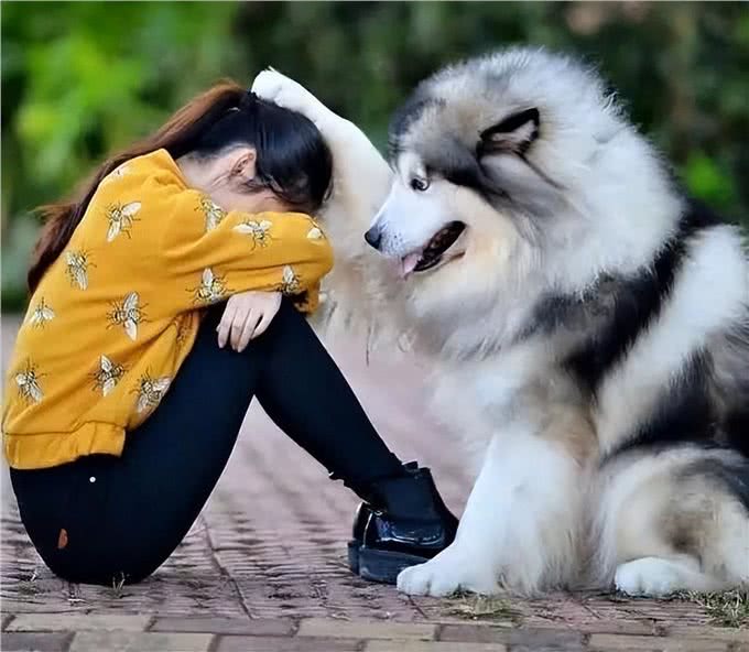狗狗爱你的表现，占一个，代表你很会养