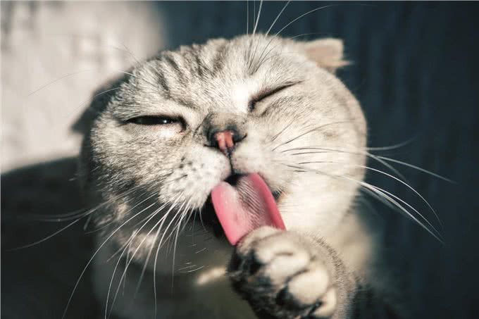 宠物除臭指南，与异味说再见，养宠人士的自我拯救