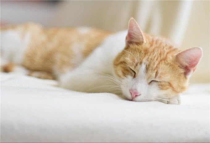 宠物除臭指南，与异味说再见，养宠人士的自我拯救