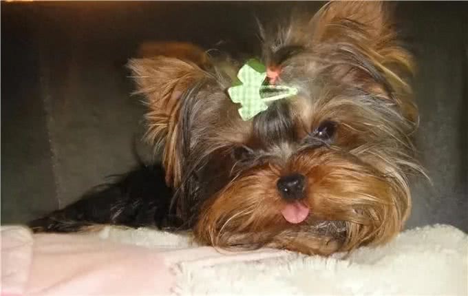 宠物狗的特点和对待方式：爱与责任的平衡之道