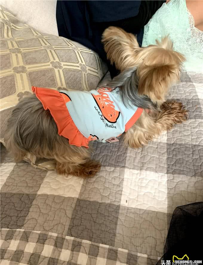 宠物狗的特点和对待方式：爱与责任的平衡之道