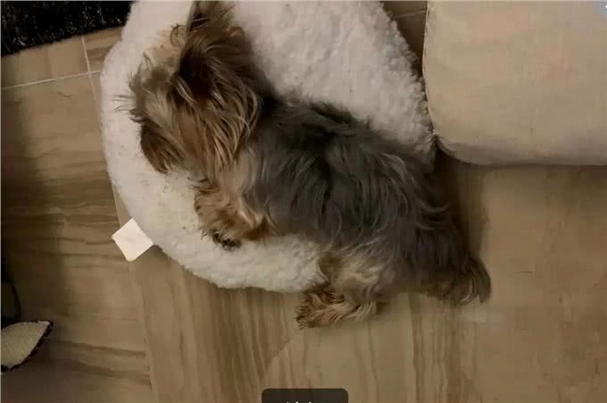 宠物狗的特点和对待方式：爱与责任的平衡之道