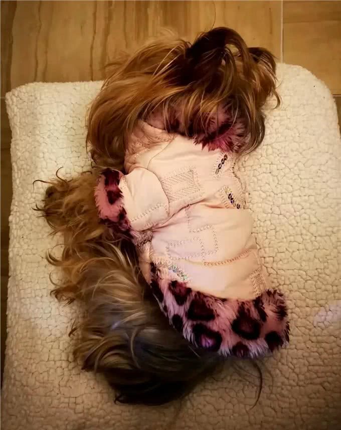 宠物狗的特点和对待方式：爱与责任的平衡之道