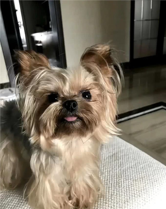 宠物狗的特点和对待方式：爱与责任的平衡之道